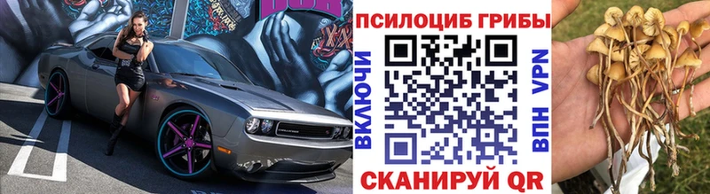 Галлюциногенные грибы Psilocybe  купить наркотики сайты  Новомосковск 